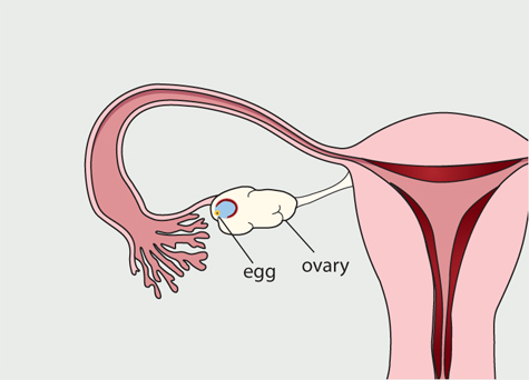 Diagram of the female reproductive system. The follicle has burst and released an egg from the ovary.