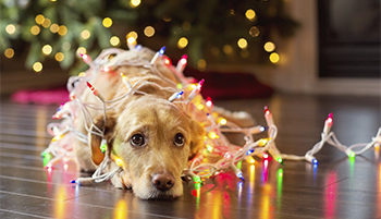 a dog tangled in Christmas lights