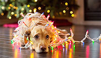 Sad dog wrapped in Christmas tree lights.