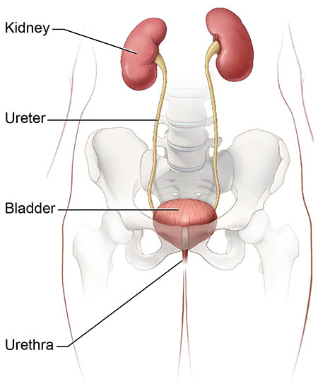 Diagram of the urinary system