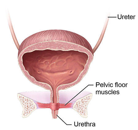 Diagram of the female bladder